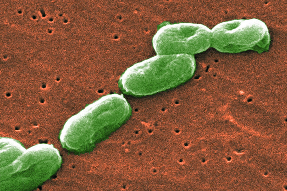 Hand soap brand recalled over presence of potentially deadly bacteria