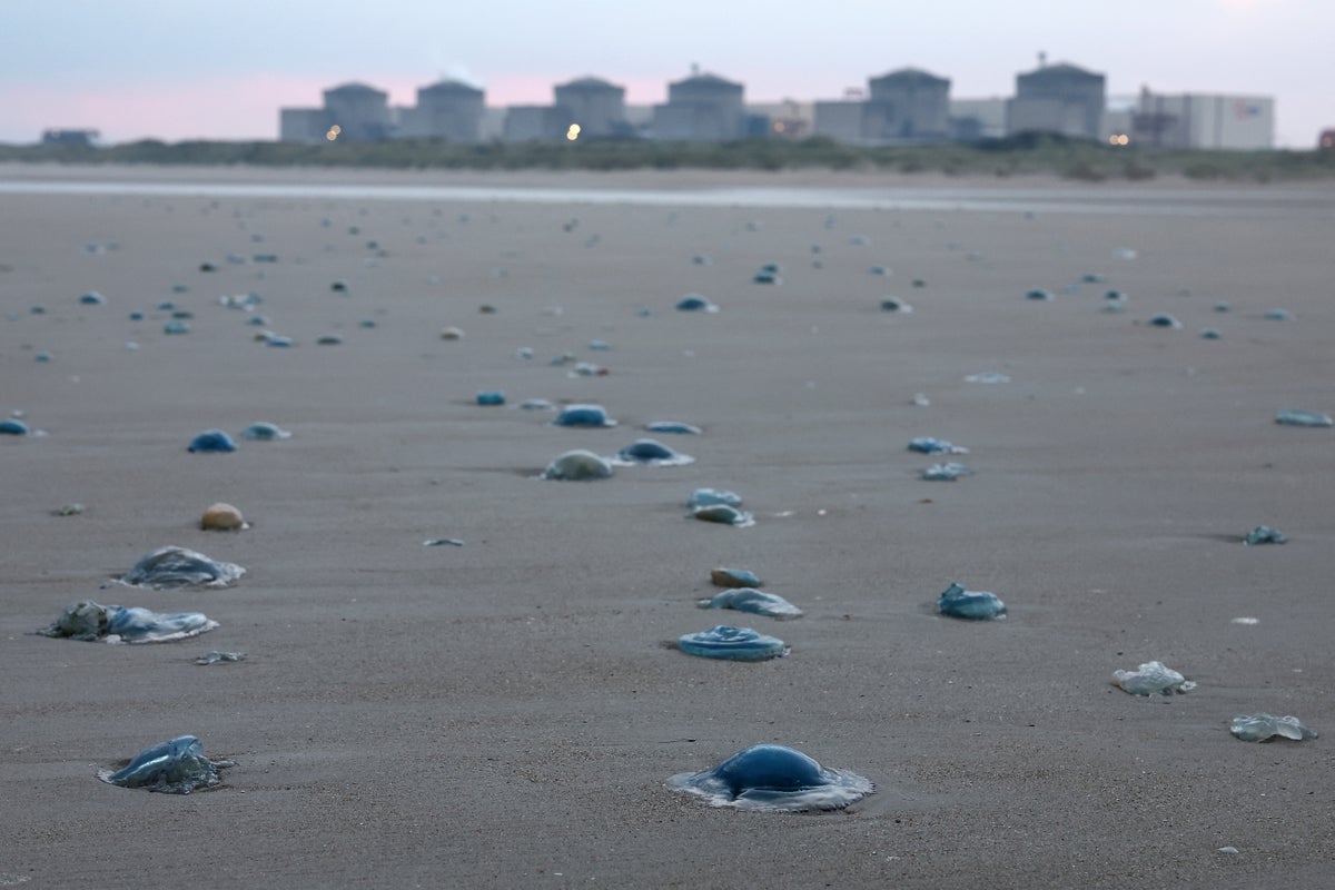 Nuclear power station in France closed after massive swarm of jellyfish swim into cooling system