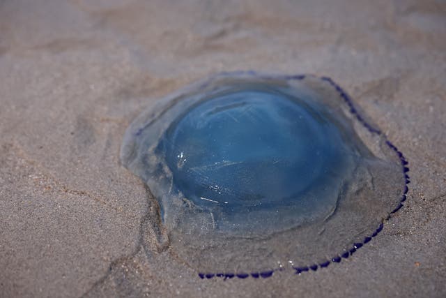 <p>The jellyfish entered a non-nuclear part of the site</p>