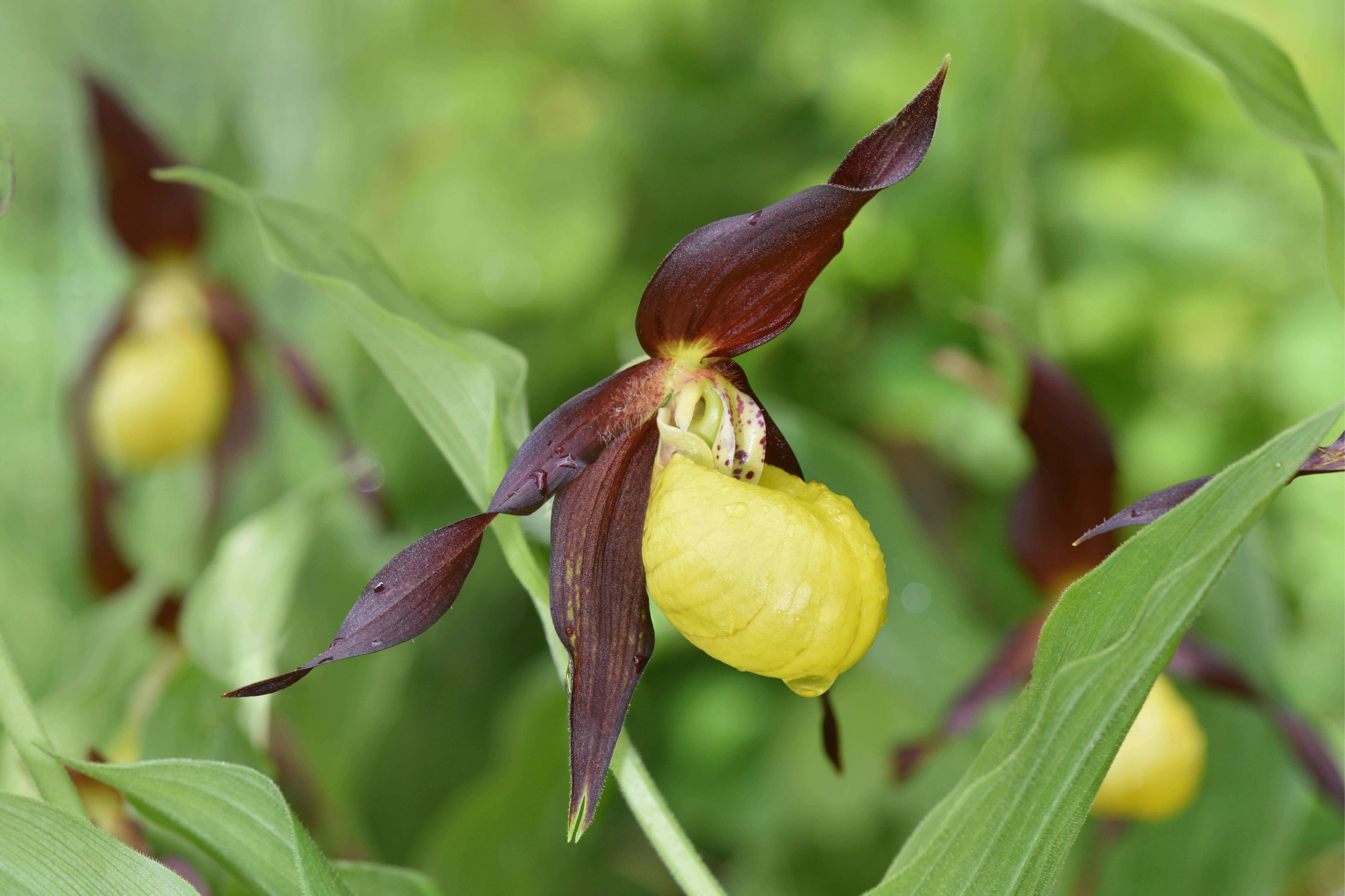 Lady’s slipper orchids have been found naturally propagating in the wild (Alamy/PA)