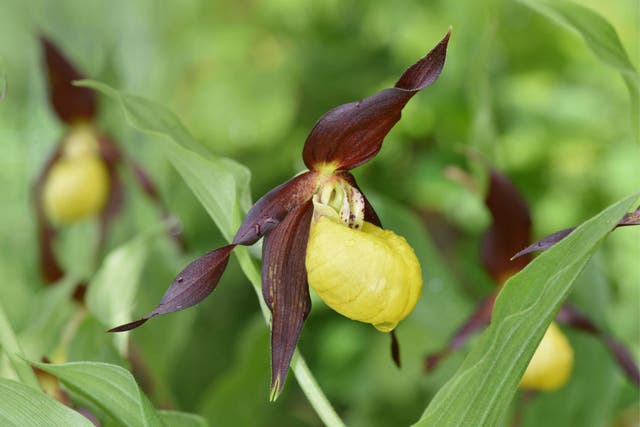 Lady’s slipper orchids have been found naturally propagating in the wild (Alamy/PA)
