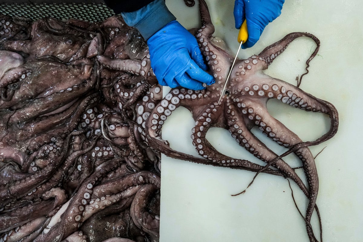 As octopuses dwindle in Spanish waters, suppliers look to imports and farming despite concerns
