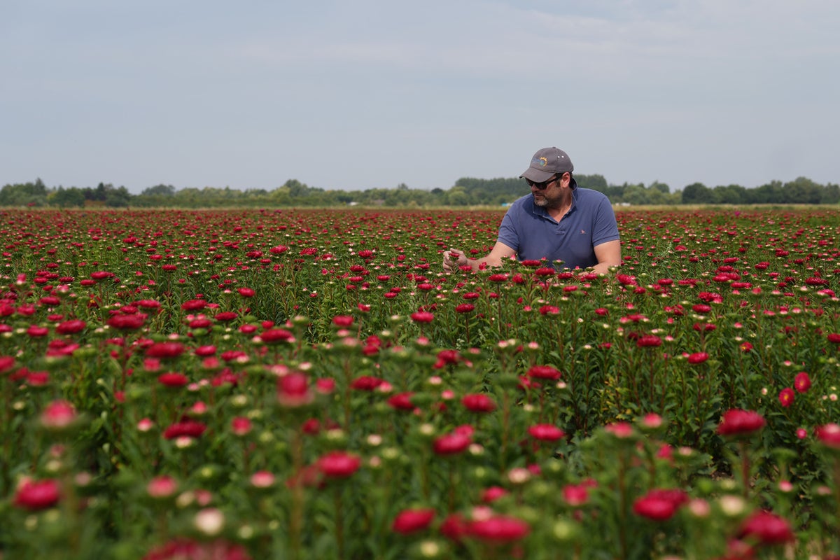 Victorian-era floral favourites Asters make comeback at UK supermarket