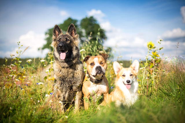 Here are some top tips to keep your dog cool in the heat (Alamy/PA)