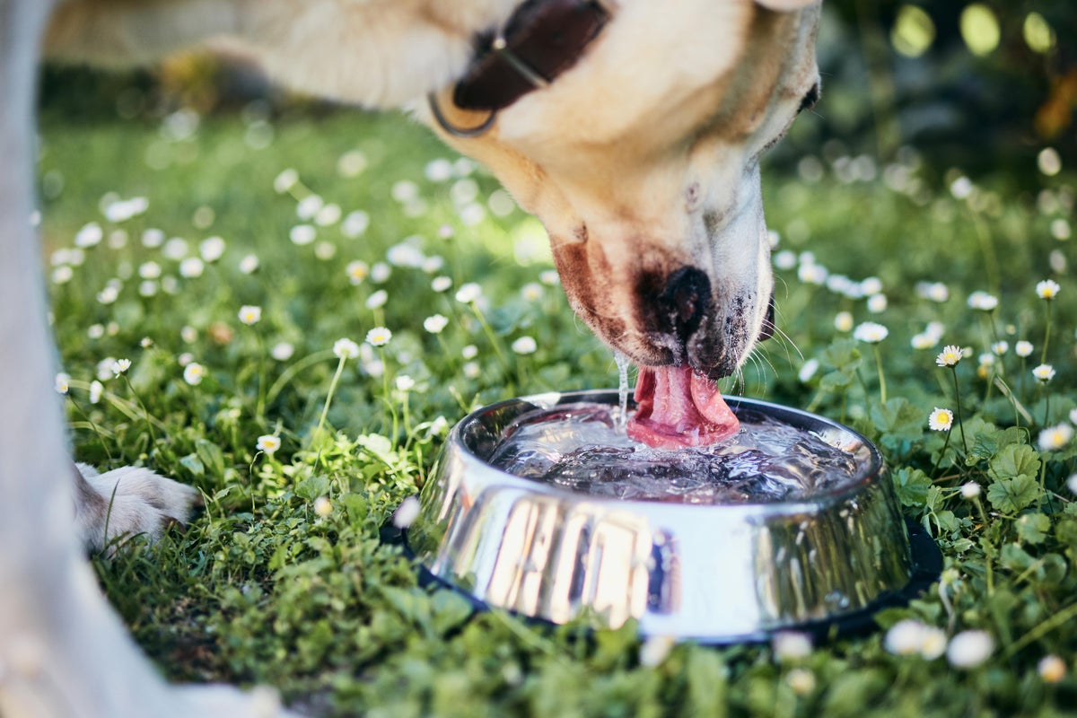 Communal water bowls for dogs pose numerous health risks for animals and humans, expert warns – UK Times Communal water bowls for dogs pose numerous health risks for animals and humans, expert warns – UK Times