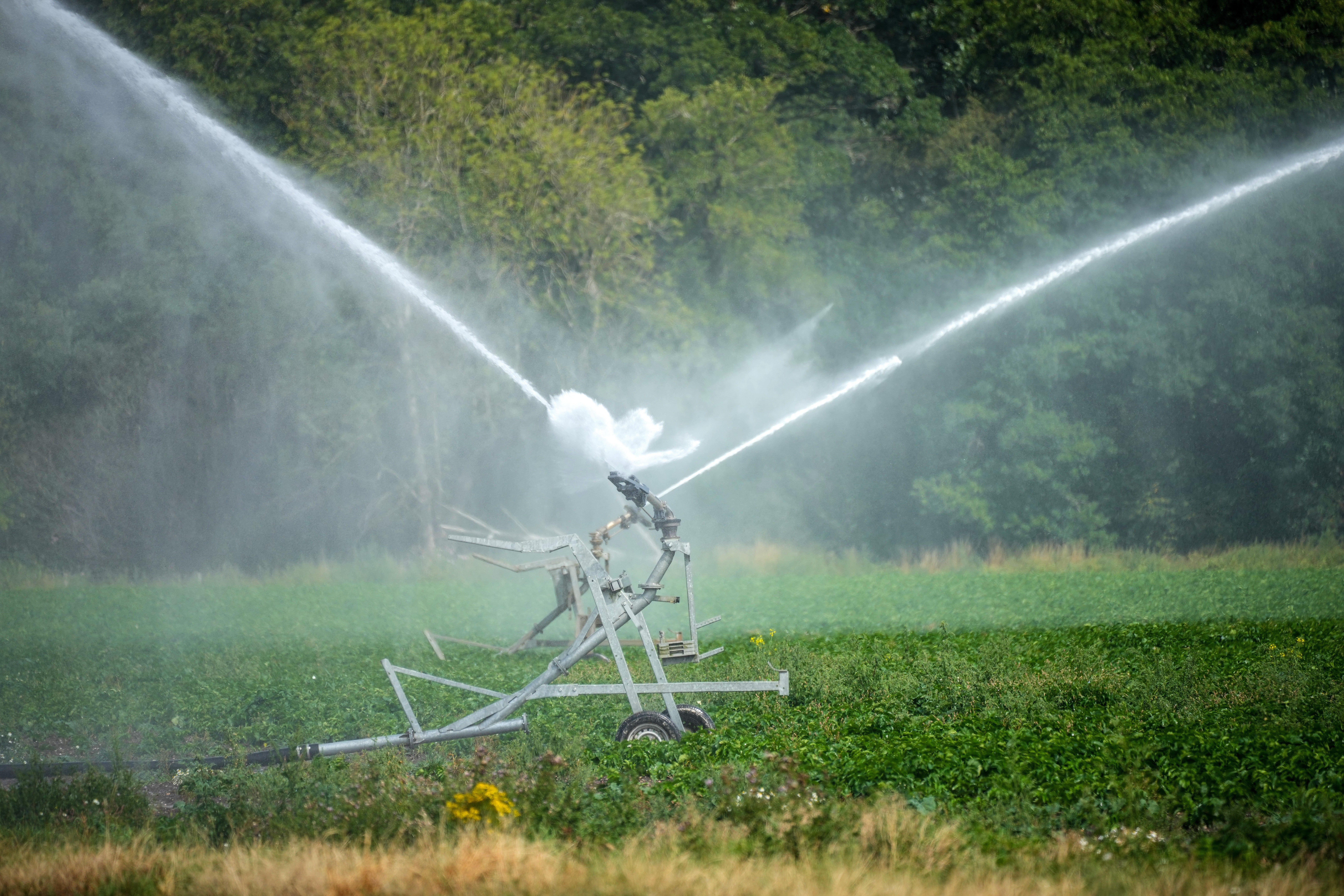 A farmer waters crops in Staffordshire last week