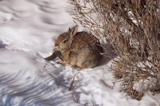 <p>En Colorado, aparecieron conejos con cuernos y extraños tentáculos, lo que ha generado preocupación entre los residentes </p>