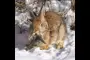 Residents alarmed at rabbits with black horns and mouth tentacles
