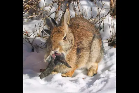 Residents alarmed at rabbits with black horns and mouth tentacles