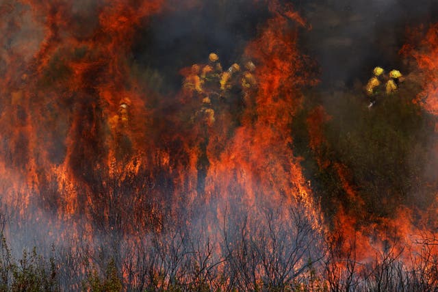 <p>Firefighters work to extinguish a wildfire in the outskirts of Abejera de Tabara, Zamora, Spain, August 13, 2025</p>