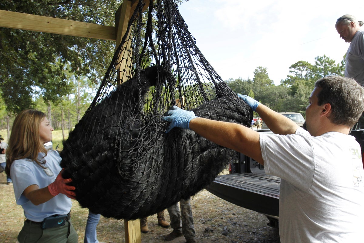 Florida's first black bear hunt in a decade approved despite strong opposition