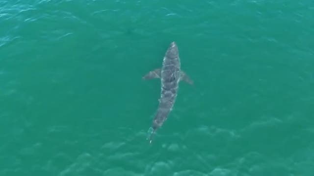 <p>Fisherman’s drone captures rare 10-foot shark near Maine beach</p>