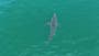 Fisherman’s drone captures rare 10-foot shark near Maine beach
