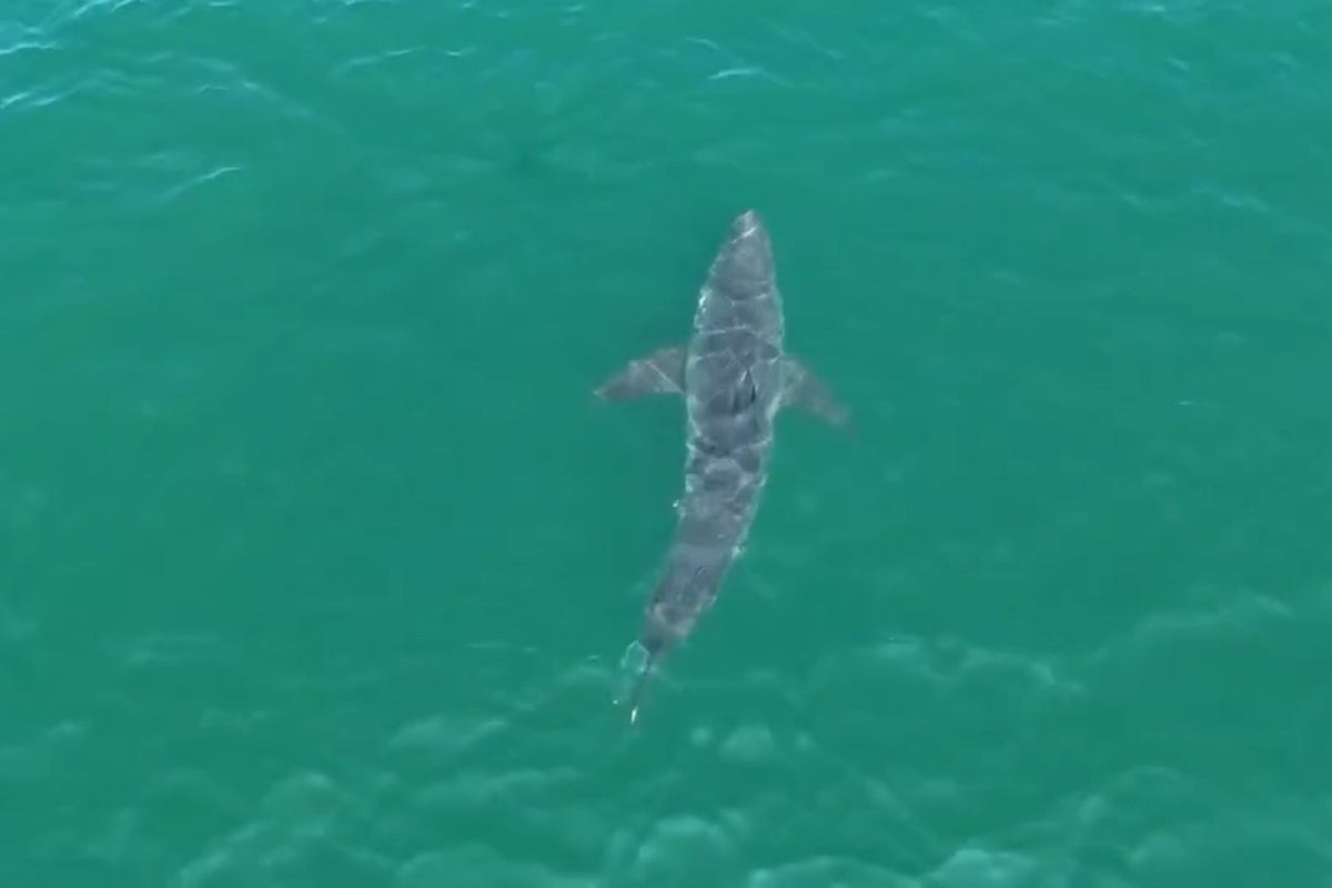 Fisherman’s drone captures rare 10-foot shark near Maine beach