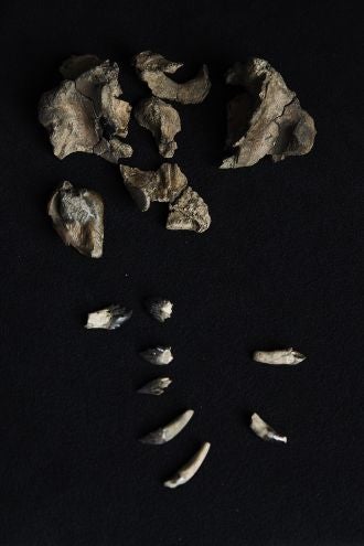 Teilschädel und Zähne von Janjucetus Dullardi
