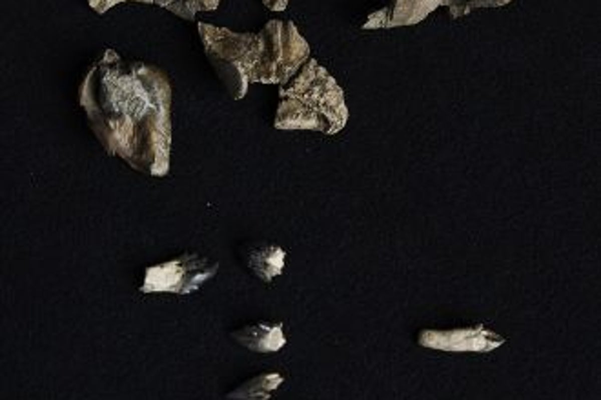 New evidence suggests tiny prehistoric whales only lived in one place
