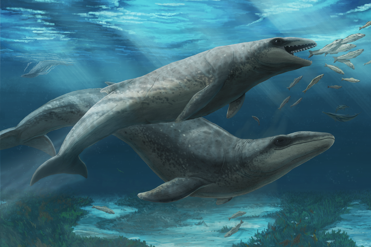 Shark-like prehistoric whale with razor-sharp teeth discovered off Australia