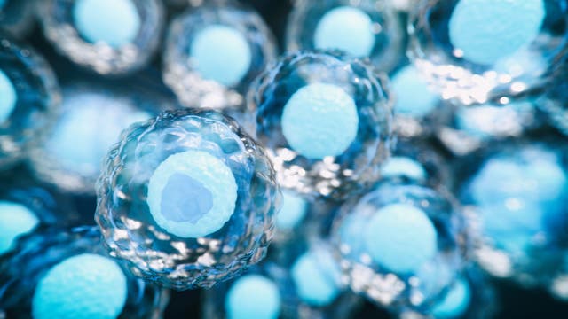 <p>Demand for embryonic testing for high-IQ babies is said to be on the rise in Silicon Valley, according to a new report</p>