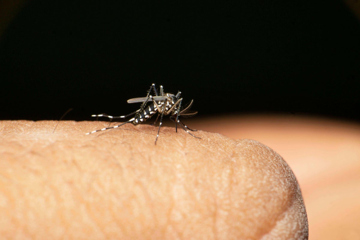 Deadly tropical virus could reach London due to rising temperatures, scientists warn