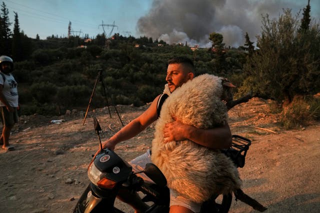 <p>A man carries a sheep on the motorcycle during a wildfire in Patras city, western Greece, Wednesday, Aug. 13, 2025. (AP Photo/Thanassis Stavrakis)</p>