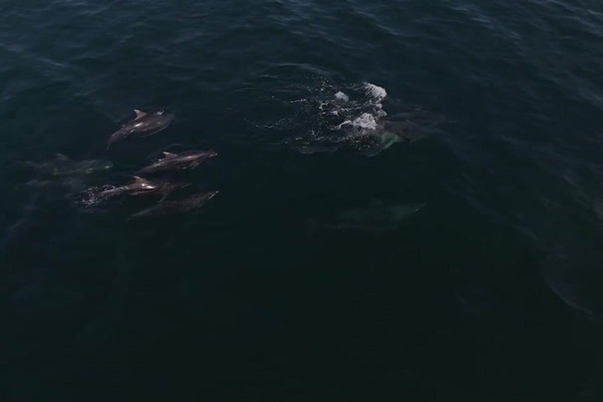 Dolphins seen leaping in waves as temperatures soar