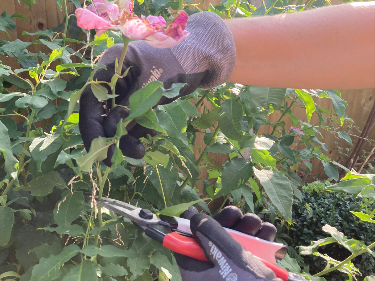 Secaters Insect Best secateurs for 2025, tried and tested by a gardening expert | The ...