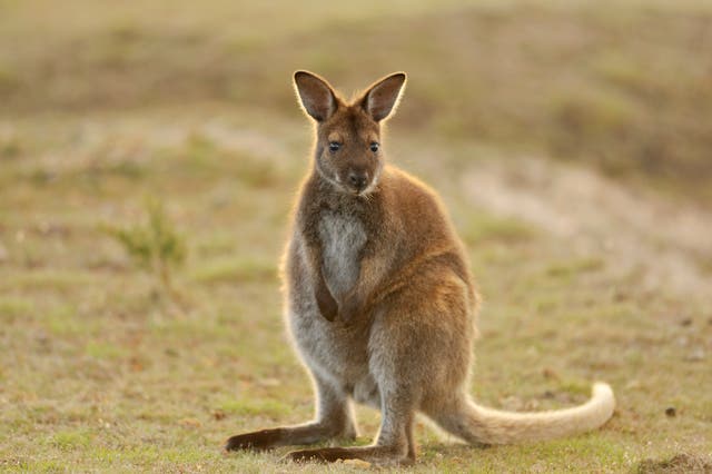 <p>There have been two sightings of the animal on the Norfolk and Suffolk border. Stock picture</p>