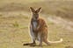 Runaway wallaby evades police in busy German city