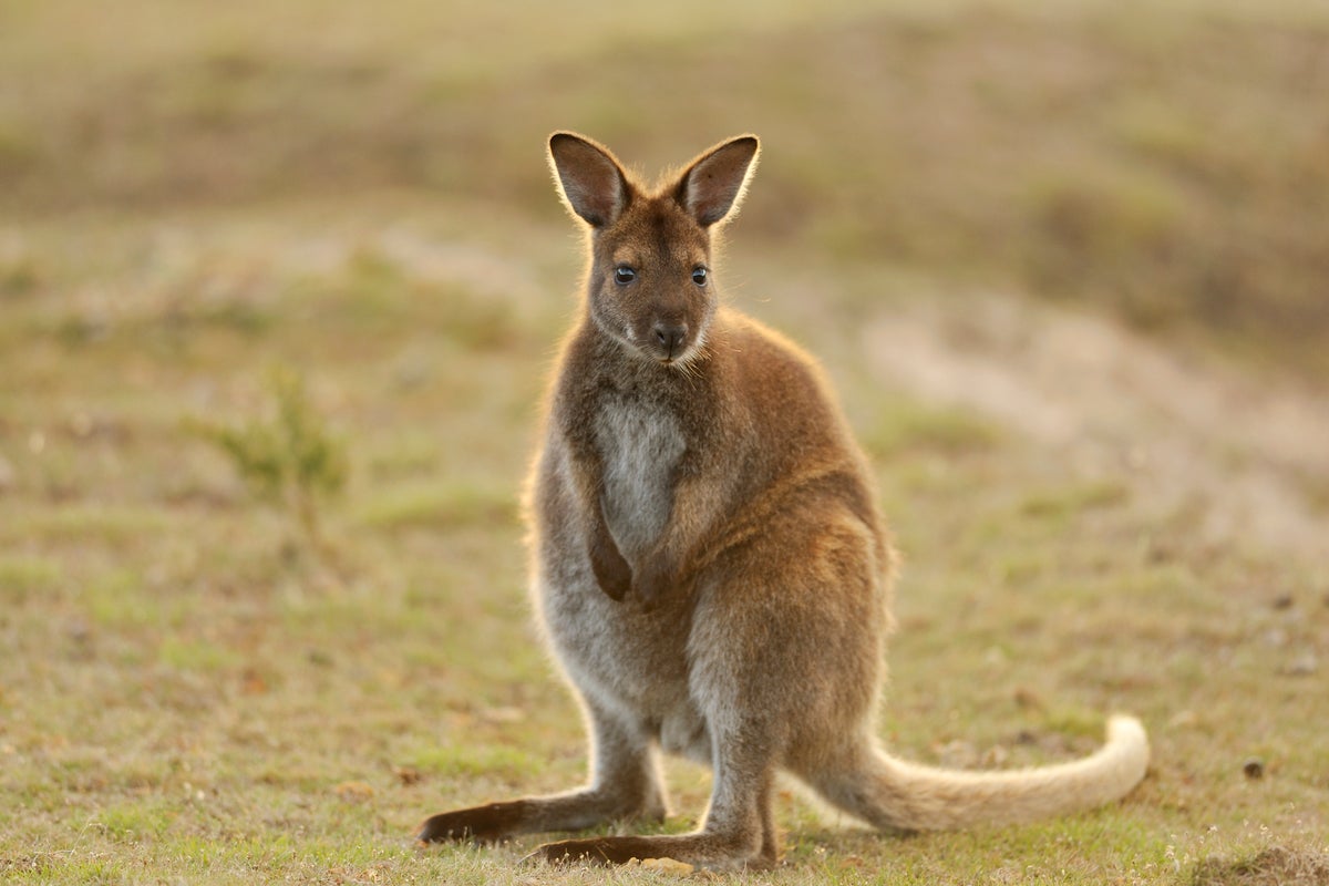 Sightings of mystery wallaby on the loose on Norfolk-Suffolk border
