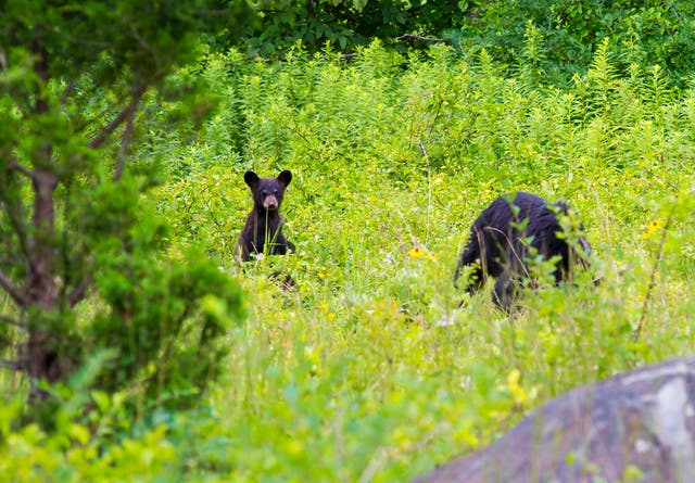 <p>The agency issued a warning to the park’s visitors following three related but separate incidents that occurred in just the past week. </p>