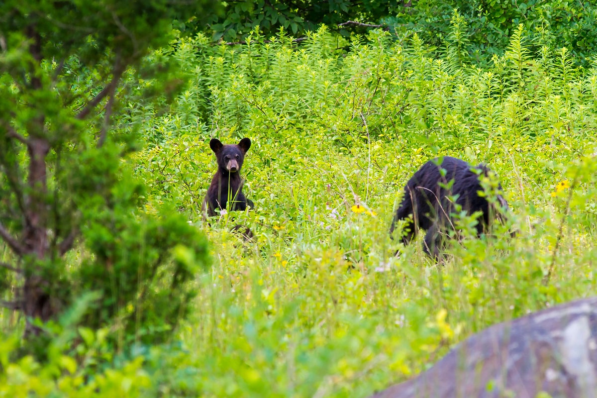 Great Smoky Mountains National Park warns visitors not to feed wildlife