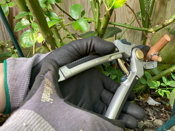 indybest best secateurs review Kent and Stowe eversharp hard wood secateurs