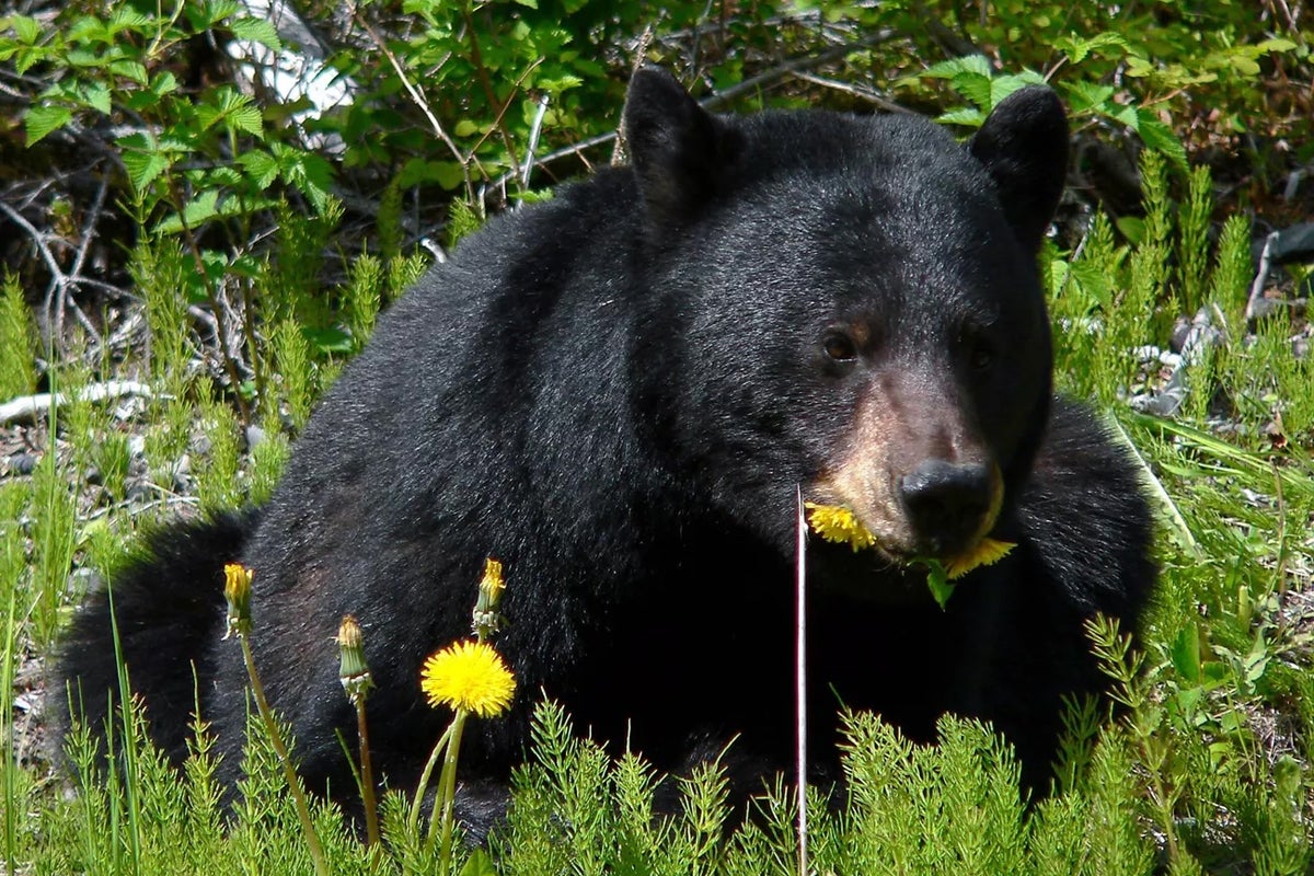 Please stop feeding the bears at Great Smoky Mountains National Park
