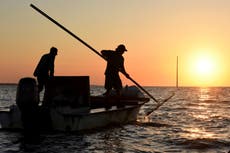 Florida wildlife officials consider reopening bay nationally known for its oysters