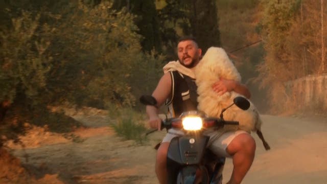 <p>Farm animals and pets rushed to safety as Greek wildfire plagues port city</p>