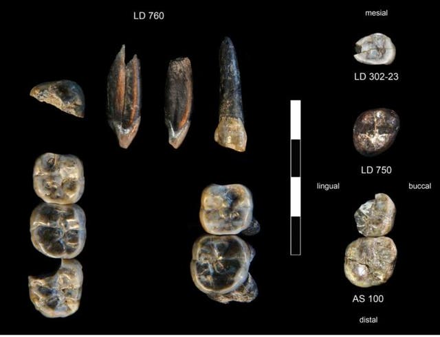 <p>13 fossil teeth collected in the Ledi-Geraru Research Area</p>