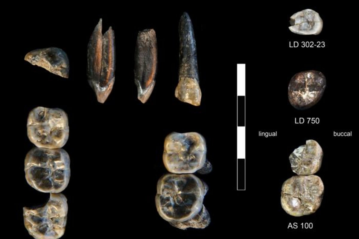New human ancestor identified after fossil find