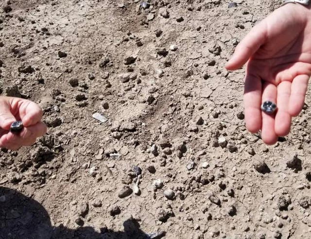 <p>Fossil teeth unearthed in Ethiopia</p>