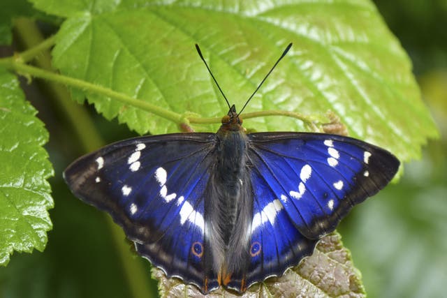 A purple emperor butterfly (Matthew Oates/National Trust/PA)