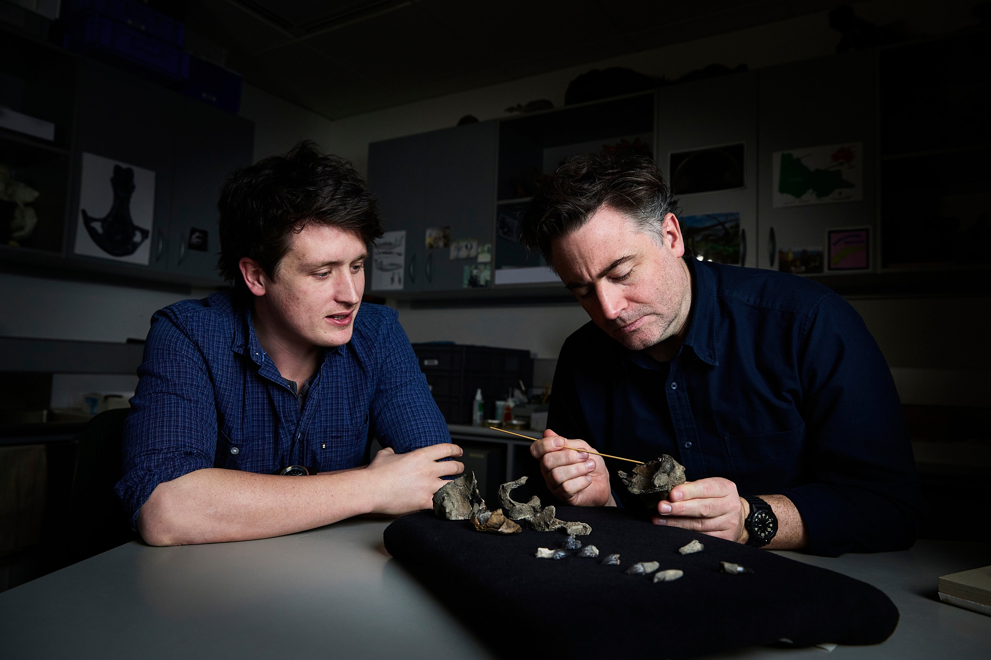 Australia Prehistoric Whale