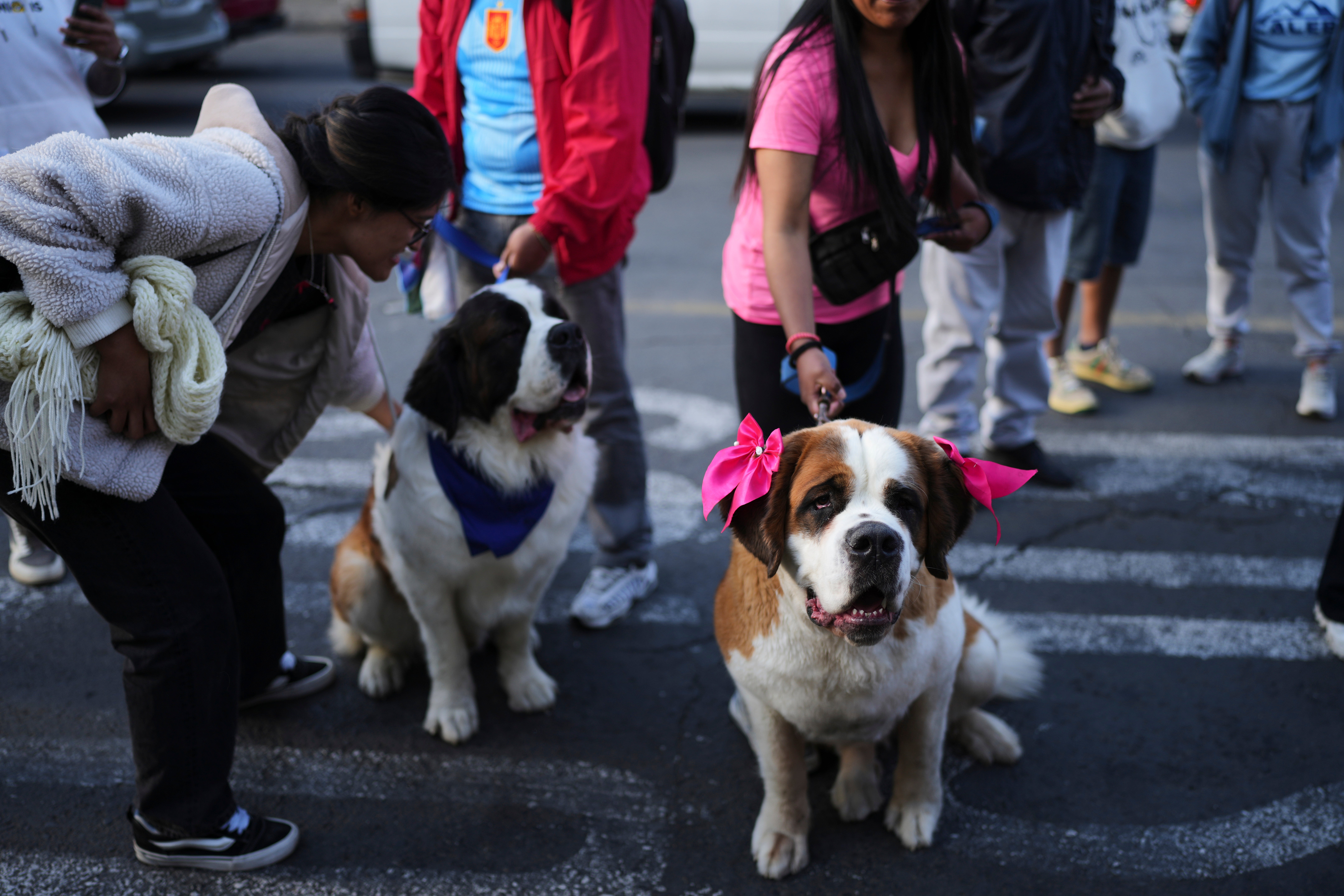 BOLIVIA-DESFILE DE PERROS