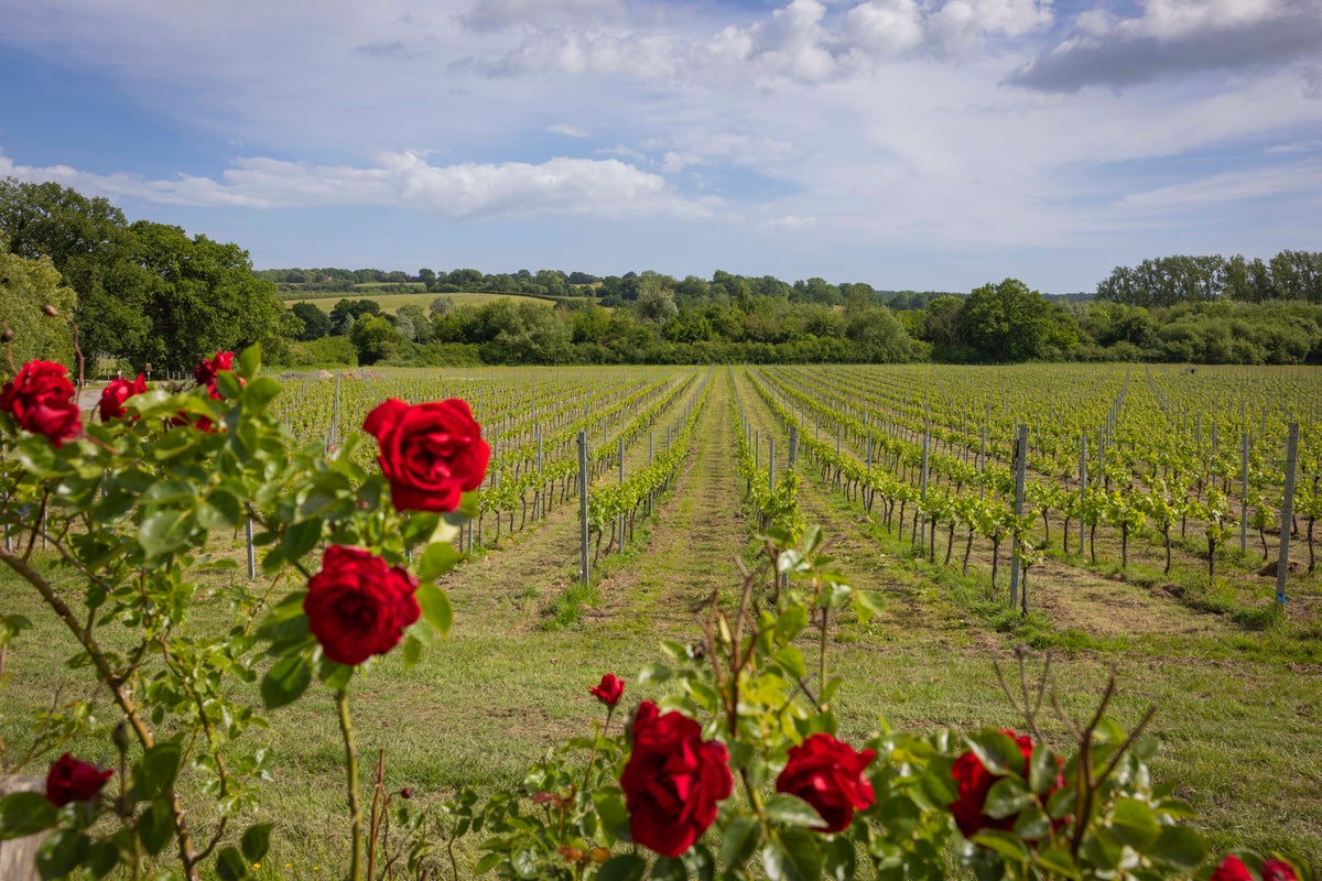 The UK’s first wine trail is as good as any in Napa Valley – here’s how to visit