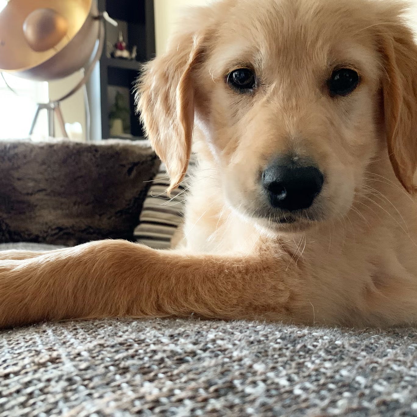 Kate always dreamed of having a golden retriever