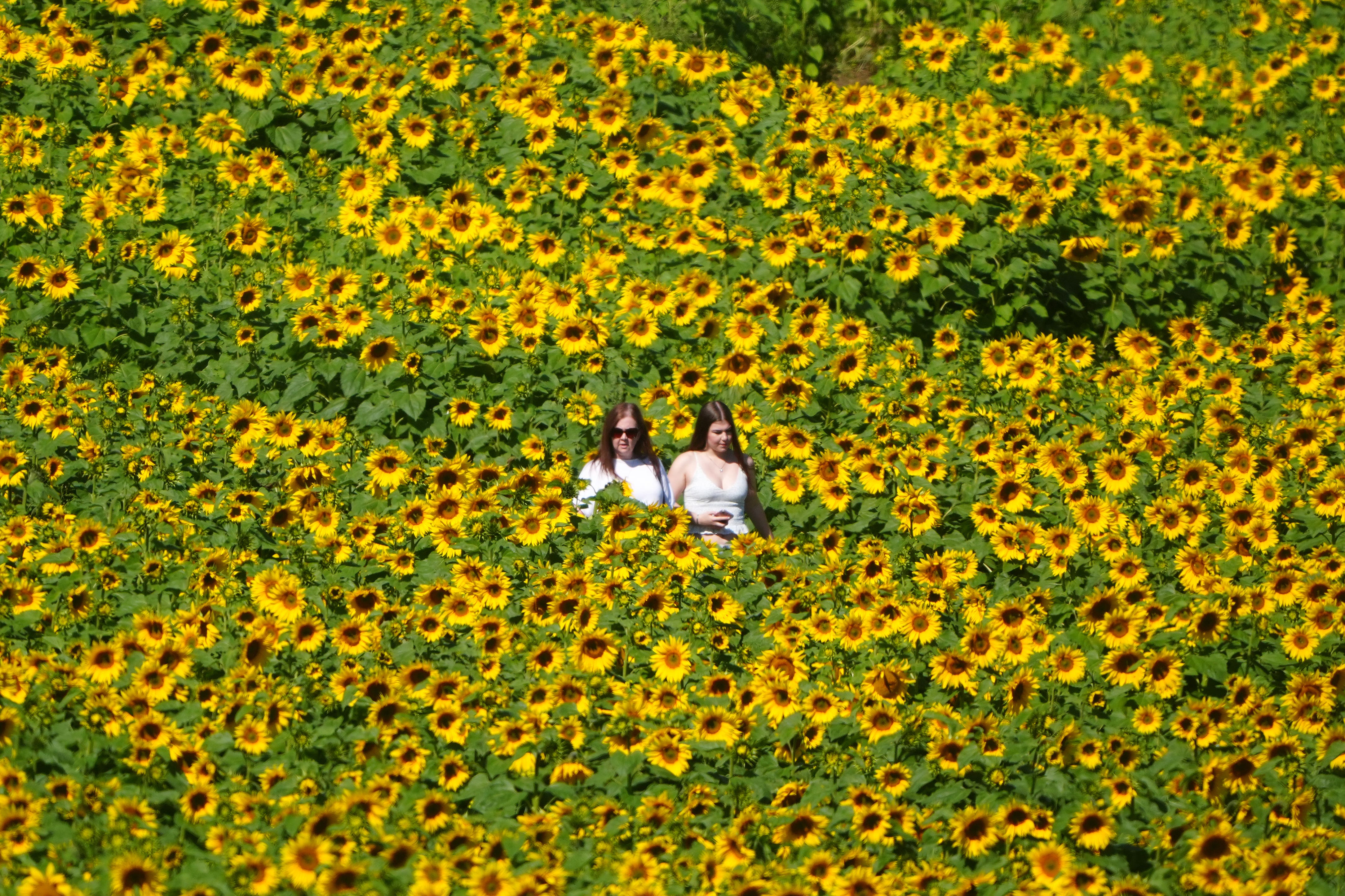 Members of the public at the sunflower trail at East Grange Farm in Shincliffe, Durham, on Friday (Owen Humphreys/PA)