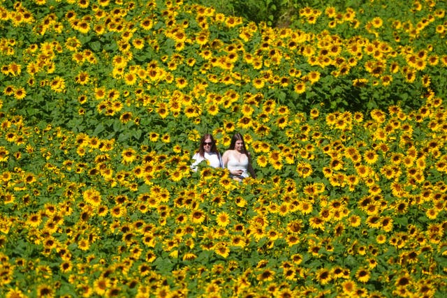Members of the public at the sunflower trail at East Grange Farm in Shincliffe, Durham, on Friday (Owen Humphreys/PA)