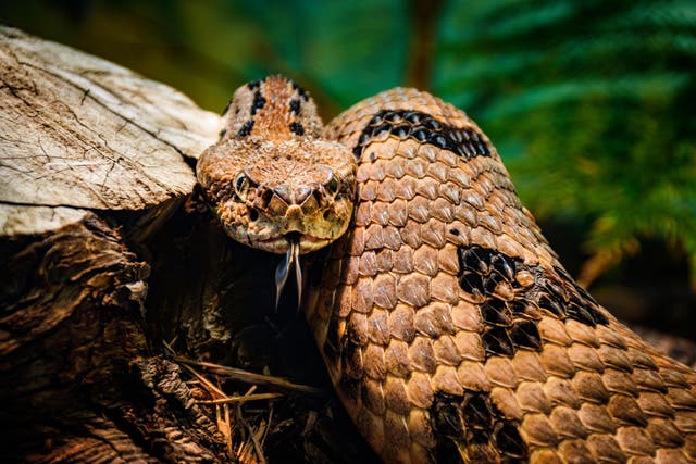 <p>The timber rattlesnake is believed to be the largest and most dangerous of the four venomous snakes in Tennessee</p>