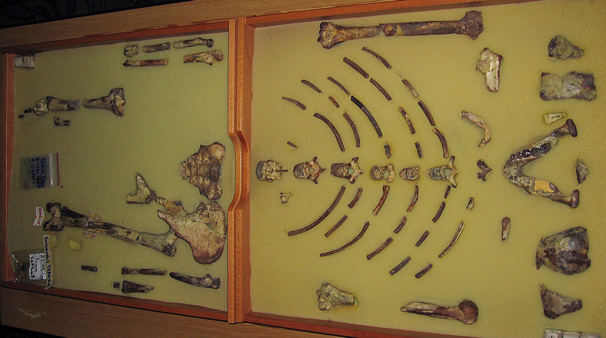 ETIOPÍA-FÓSIL-EUROPA