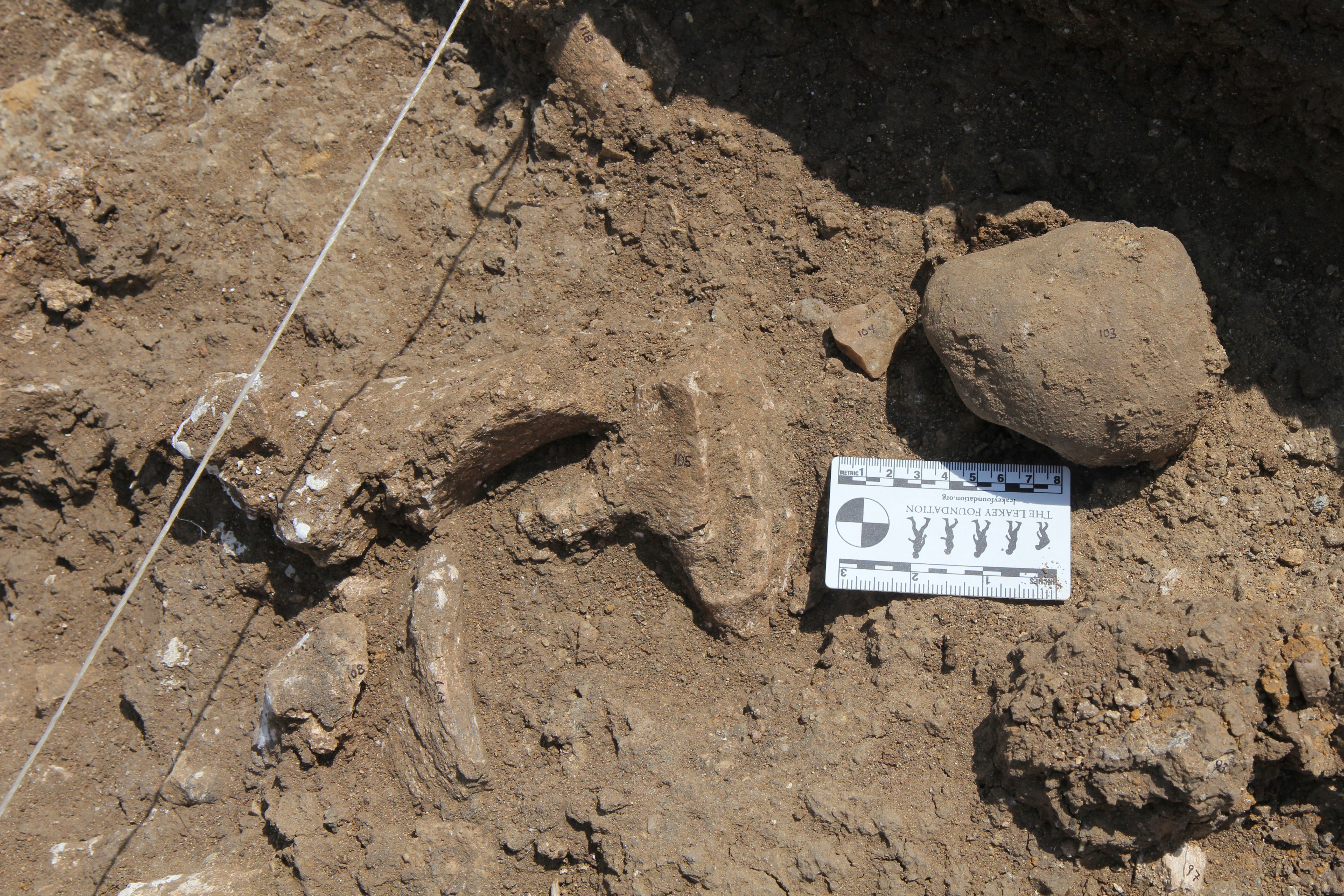 Ancient Humans-Stone Tools