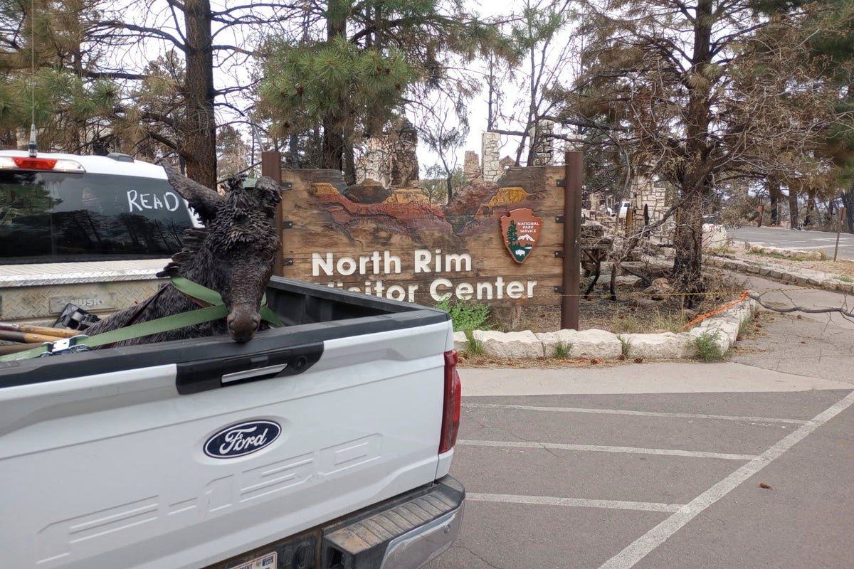 A charred Grand Canyon mascot is recovered from the rubble. Can Brighty the Burro be saved?