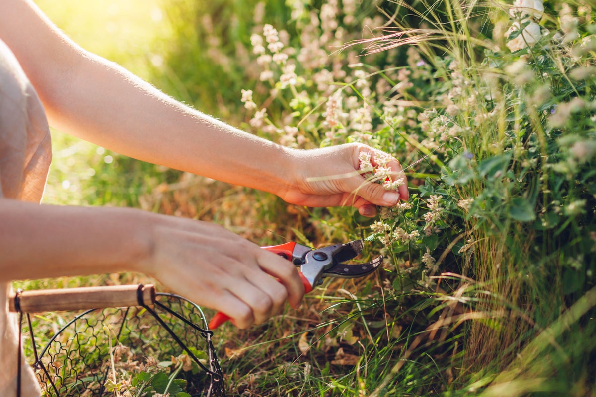 Experts reveal 11 ways you can prepare your garden for autumn